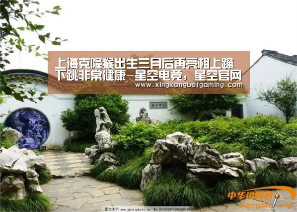 上海克隆猴出生三月后再亮相上蹿下跳非常健康-星空电竞,星空官网,星空竞猜,星空下载(图1) 星空电竞,星空官网,星空竞猜,星空下载